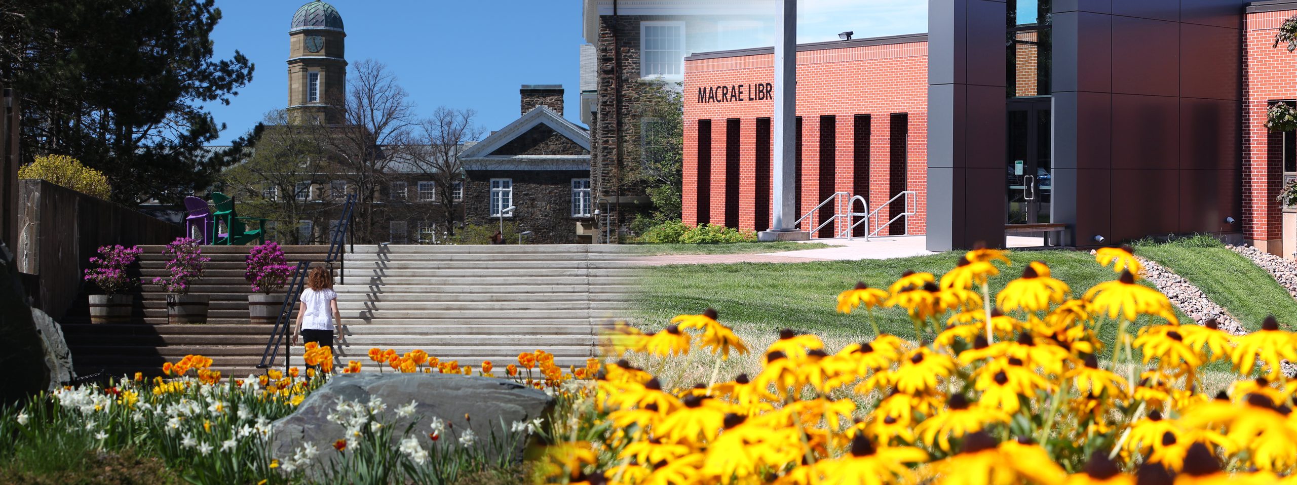 Dalhousie University